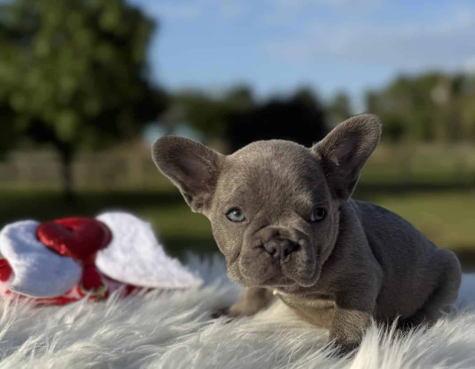 Lilac Brindle Female French Bulldog image 5