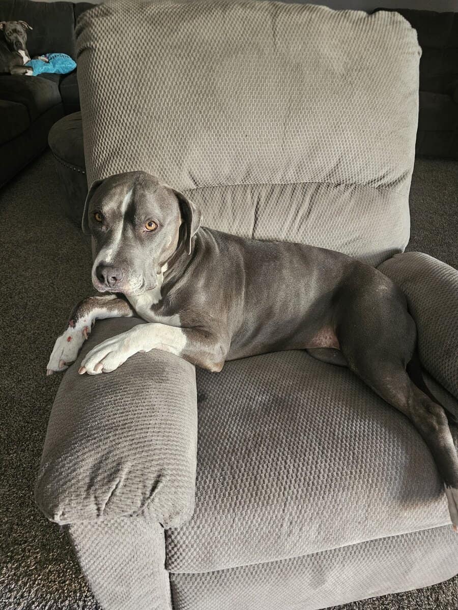 2 Blue nose pitbull siblings image 2