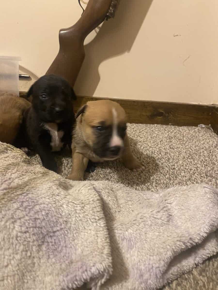 Cuteeee puppies available! image 1