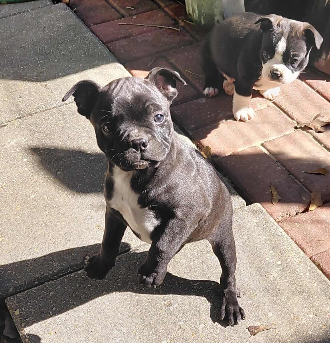 Boston terriers image 13