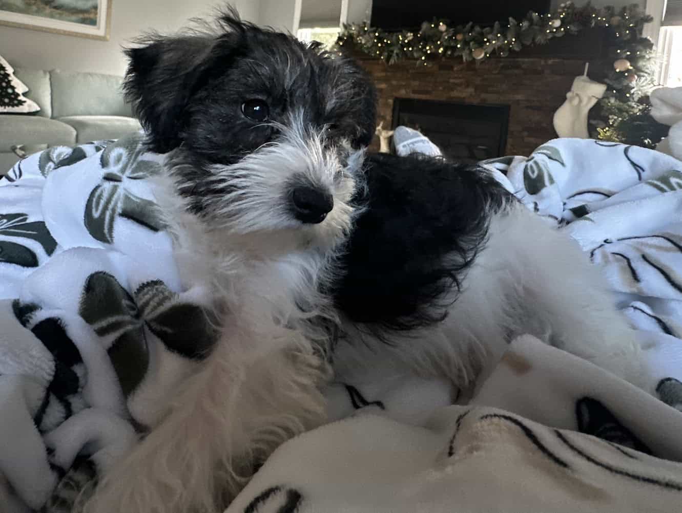 Miniature Schnauzer image 3