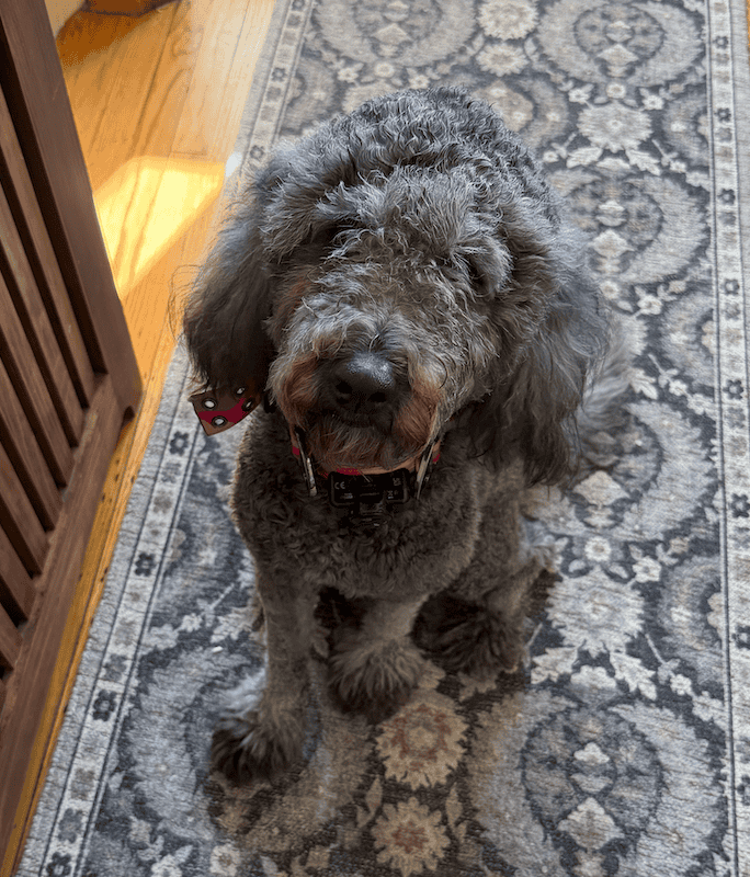 Purebred Goldendoodle (female) image 1
