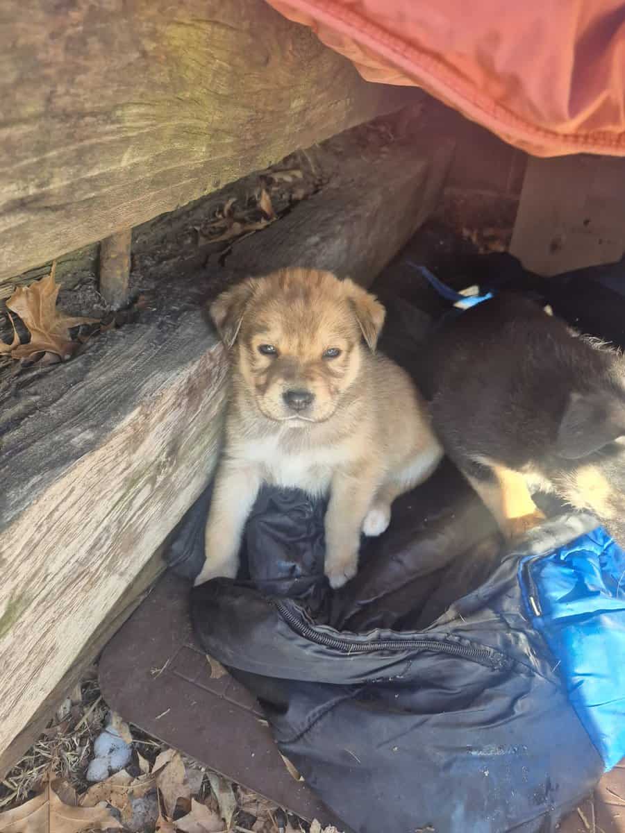 Blue Heeler Mom and German Shepherd Dad puppies image 17