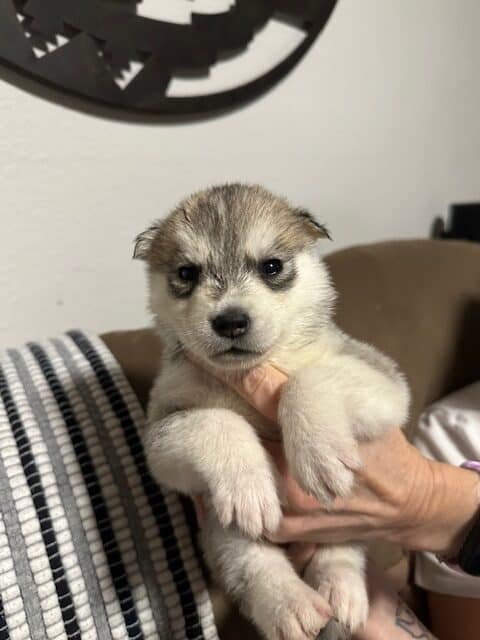 AKC Champion Bloodlines Siberian Husky Puppies image 1