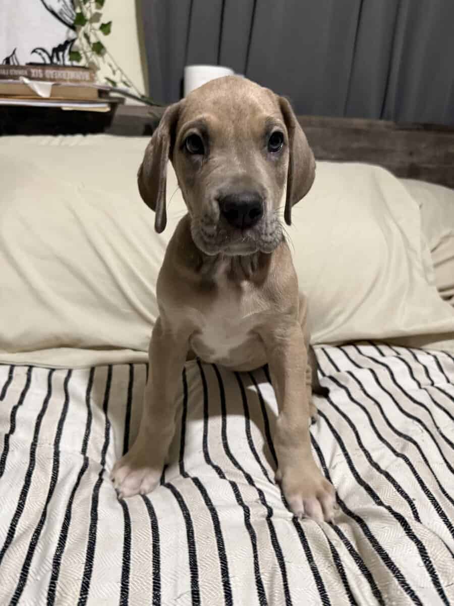 AKC Blue fawn (Heavy Euro) image 2