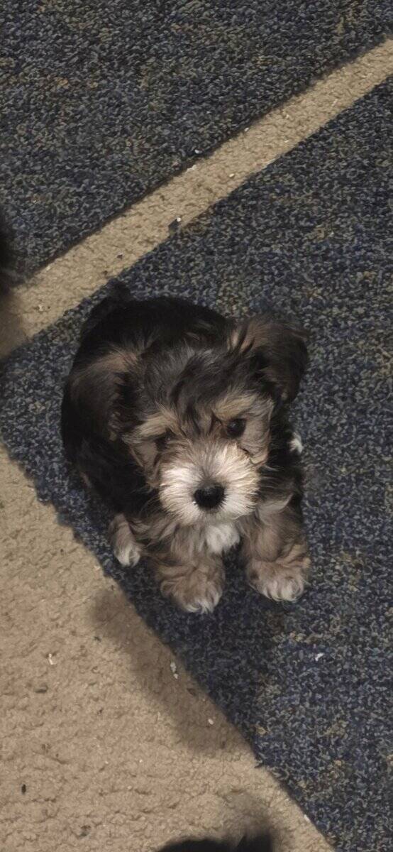 Yorkie Puppies image 3