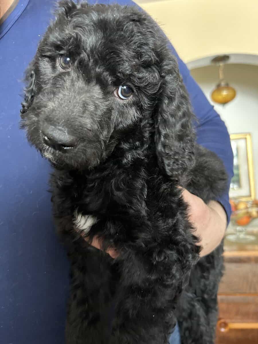 Beautiful Goldendoodle puppies image 2