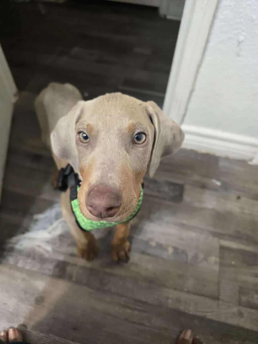 Weimaraner doberman image 5