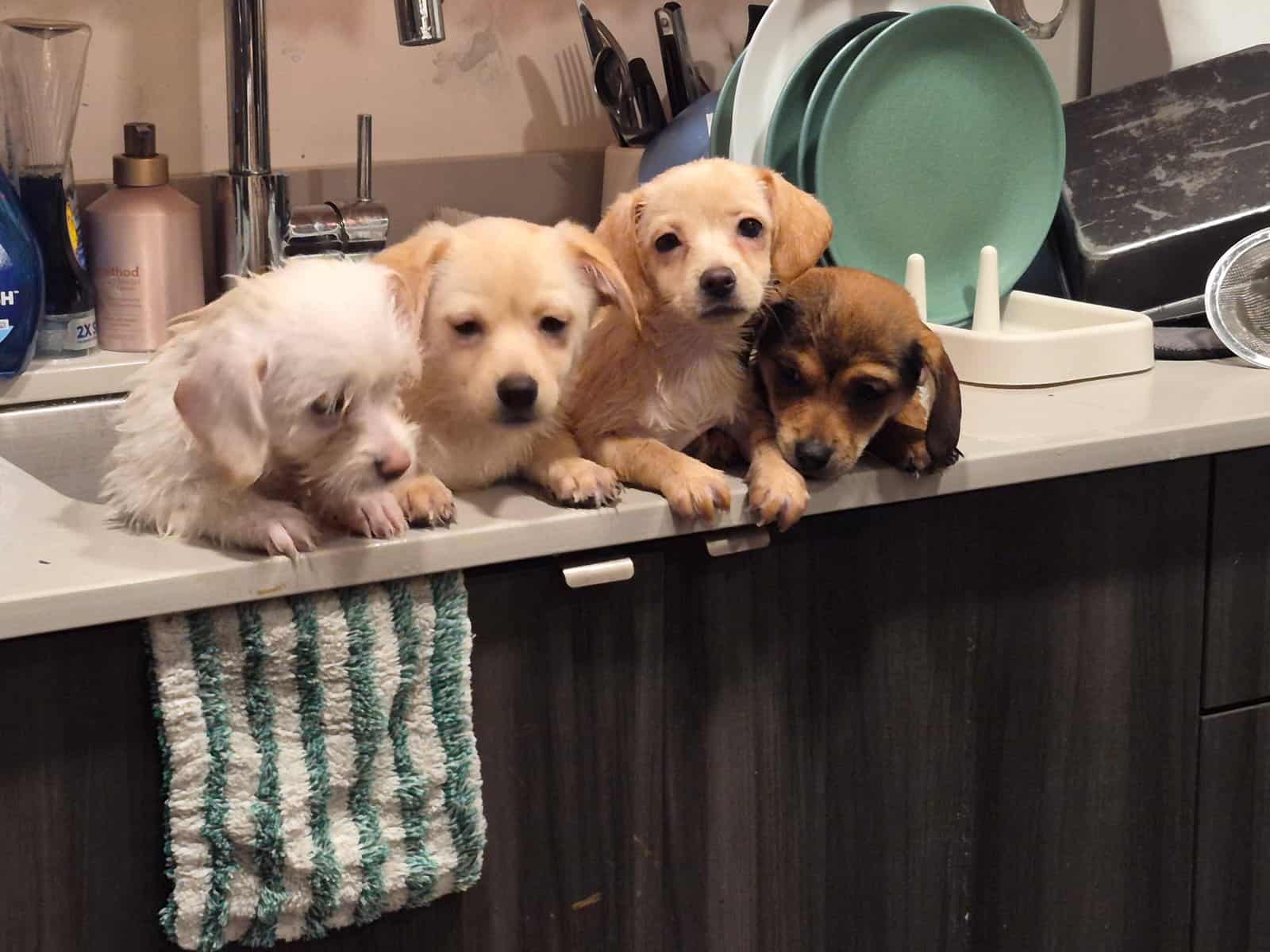 shih tzu chihuahua puppy mix image 6