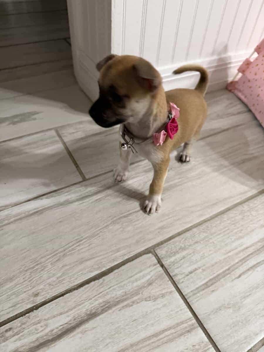 Lola needs new home image 2