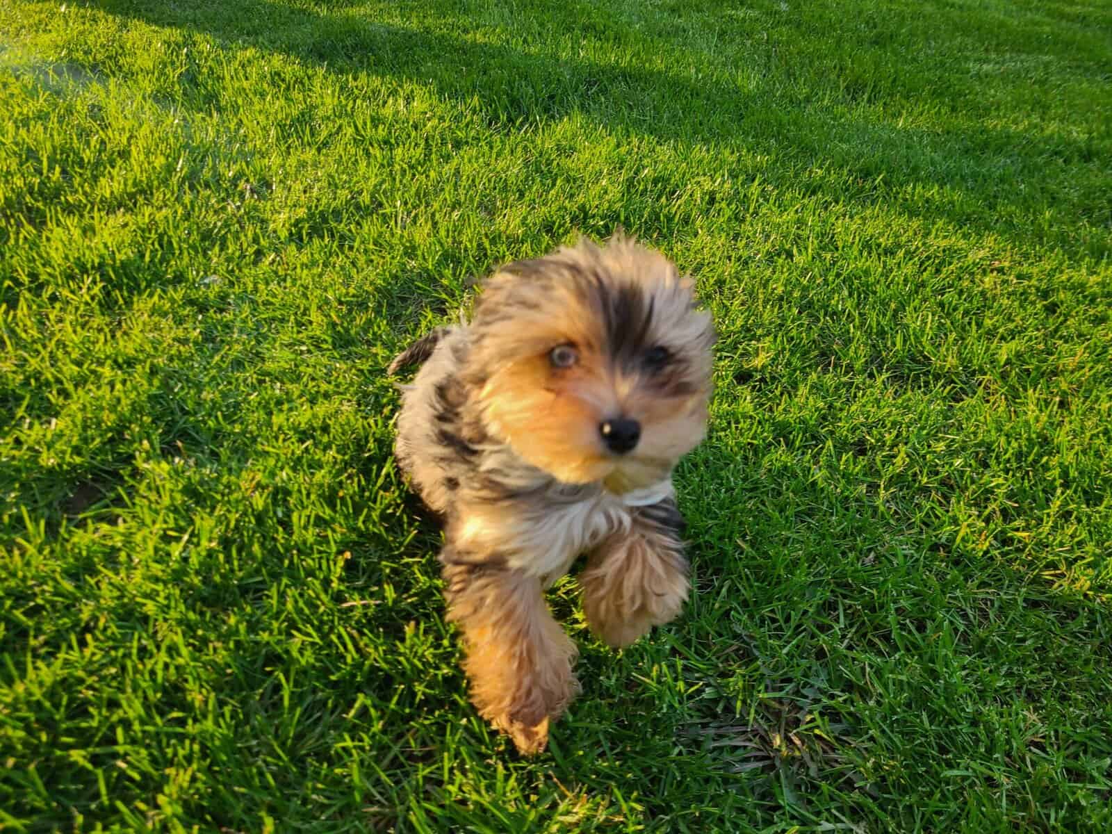 Yorkie image 1