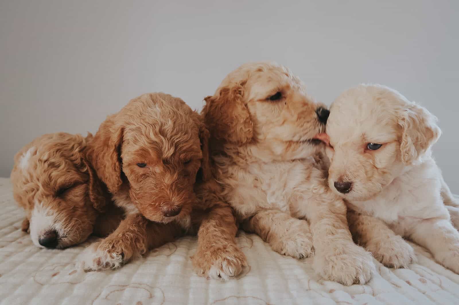 Multi-Gen Doodle Puppies for sale! image 6