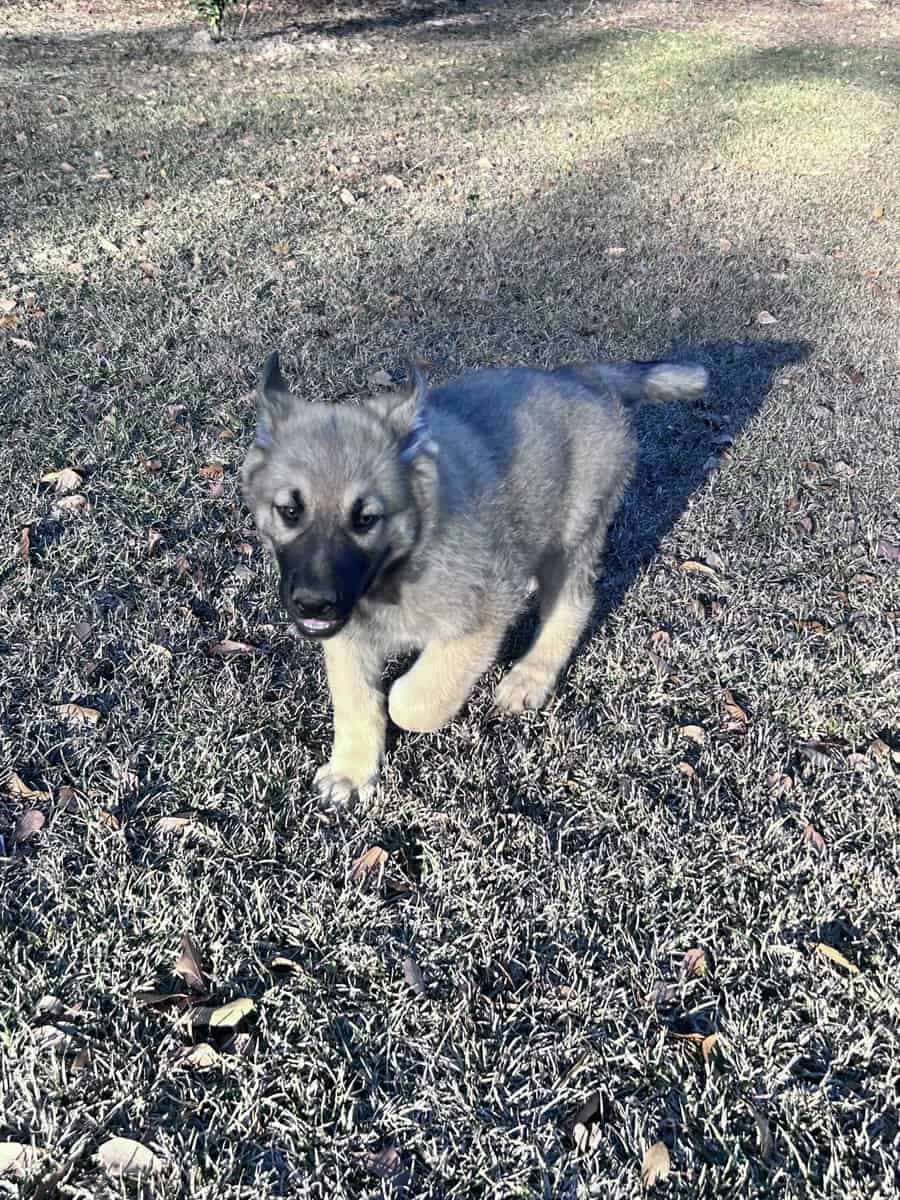 German Shepherd Puppies image 9
