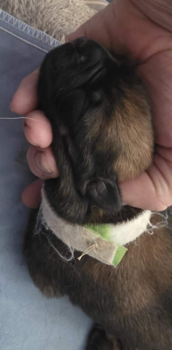 Your Trusted Malinois Breeders image 7