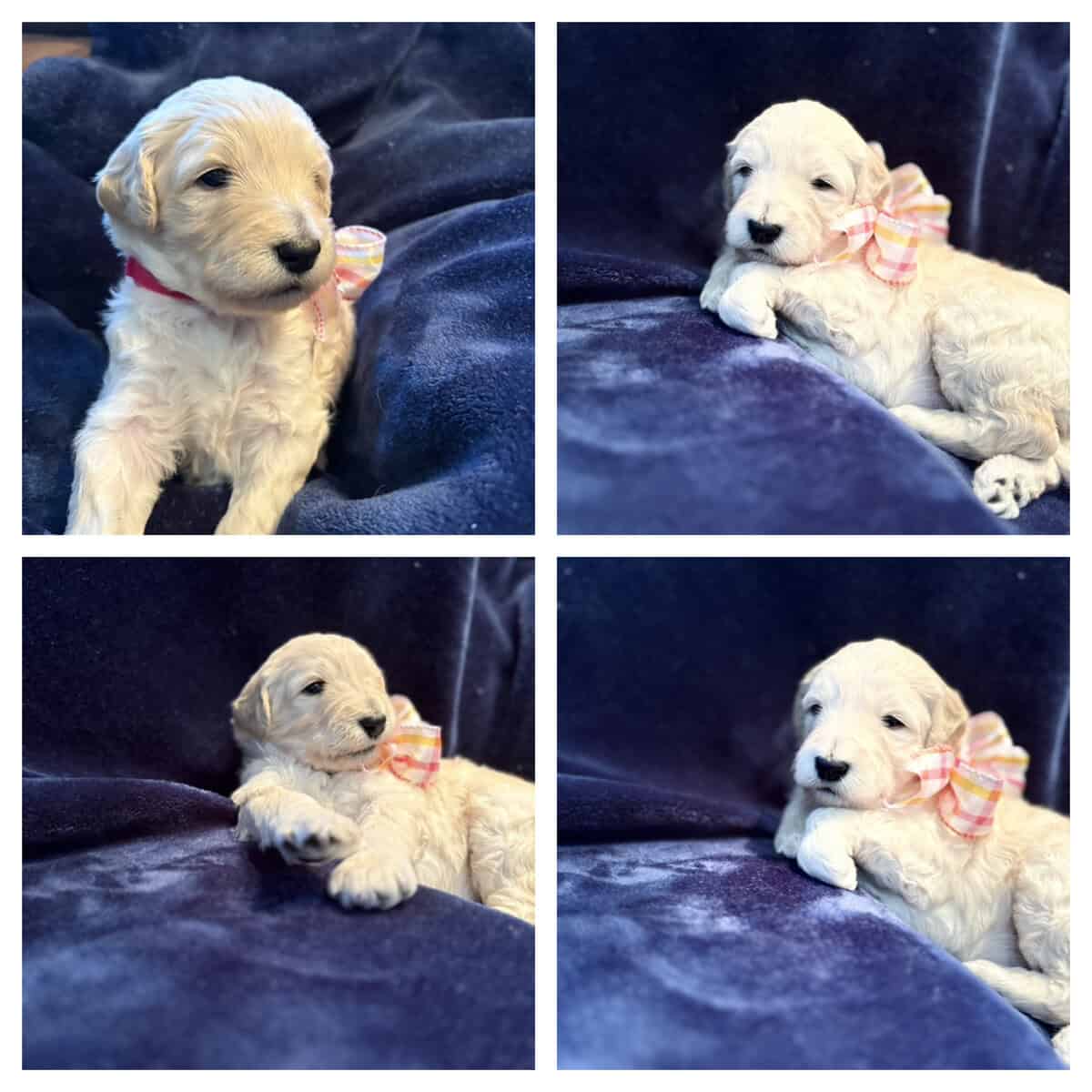 Golden Sheepadoodle image 4