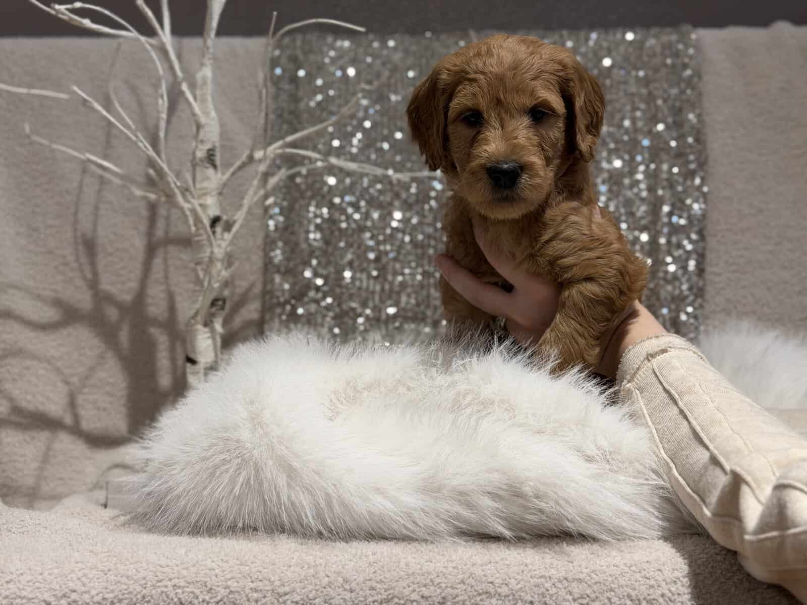 Double Doodle puppies image 6