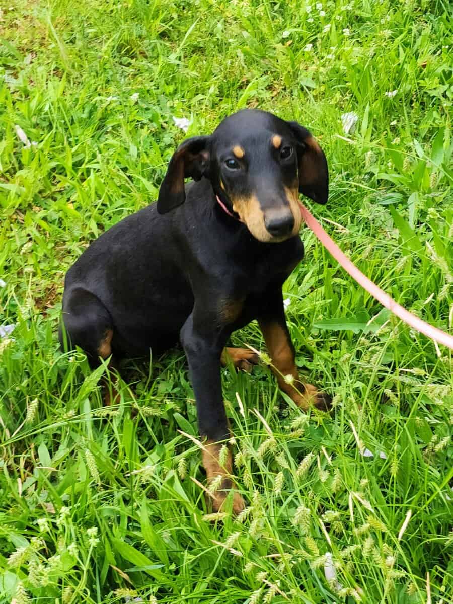Doberman image 1