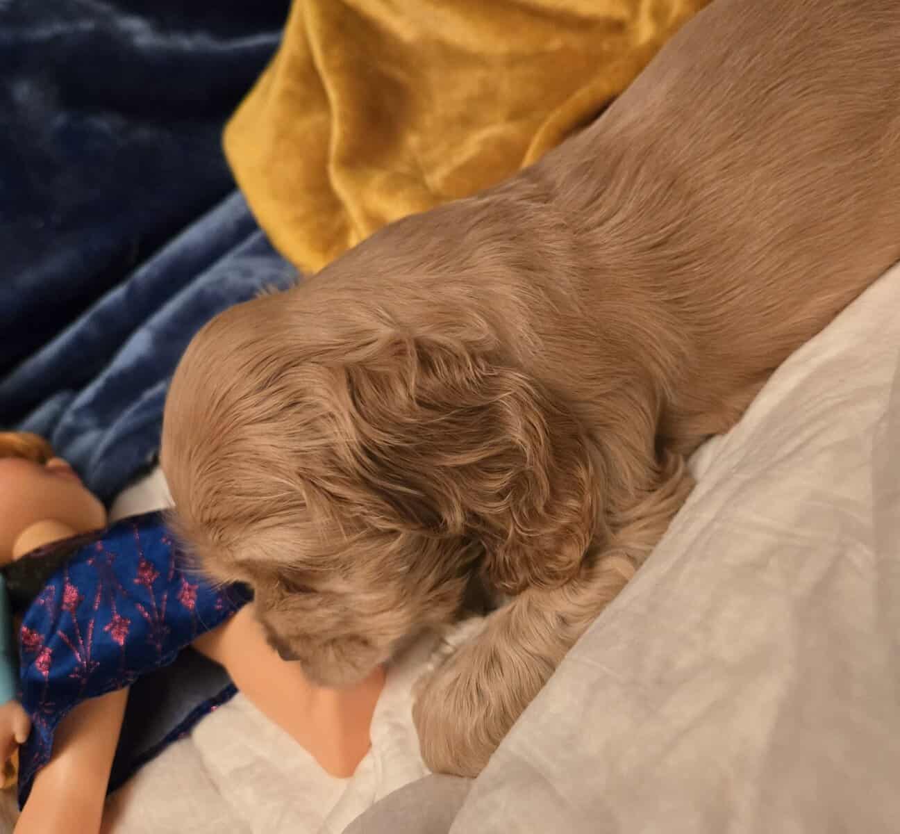 English Cocker Spaniel image 2