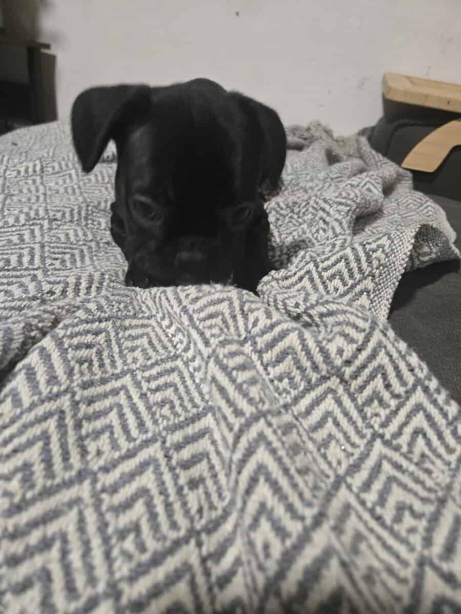 French Bulldog Puppies image 8