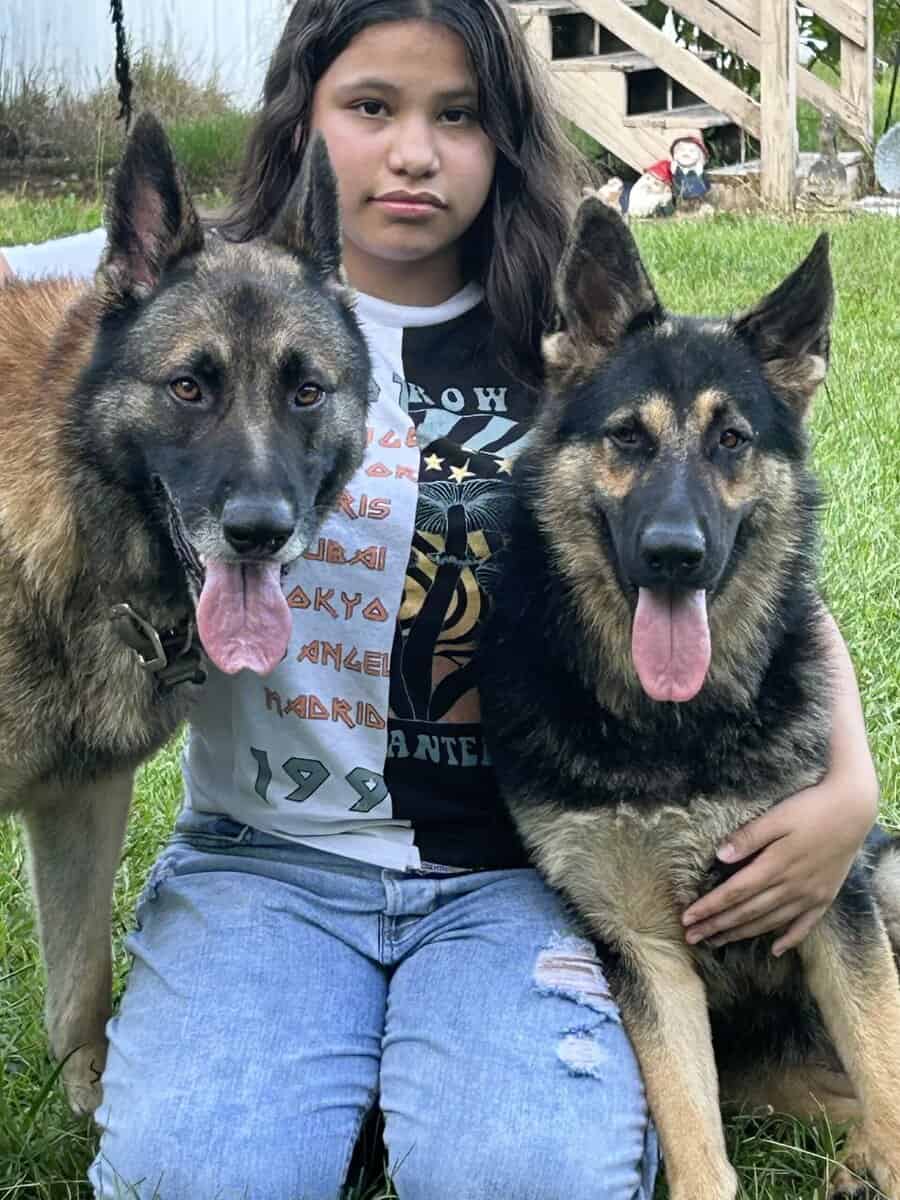 German Shepherd Puppies image 19
