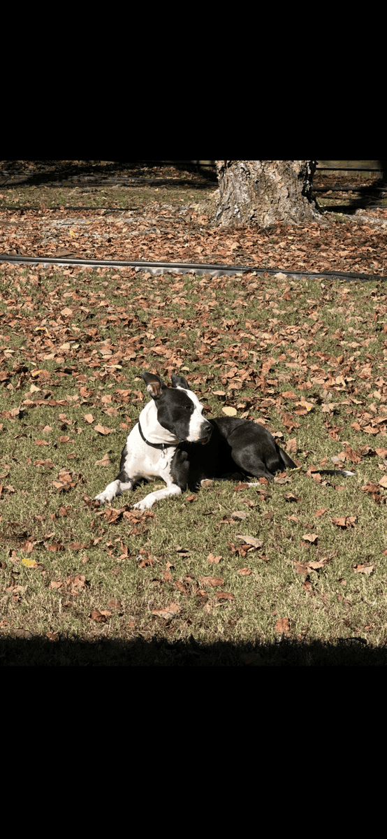 Daisy needs a home! image 2