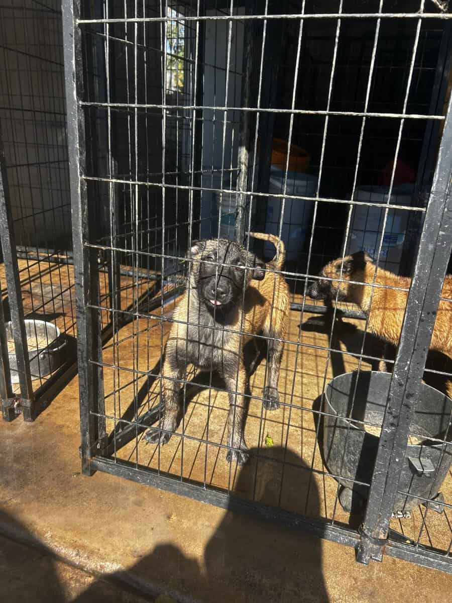 Belgian Malinois puppies image 5