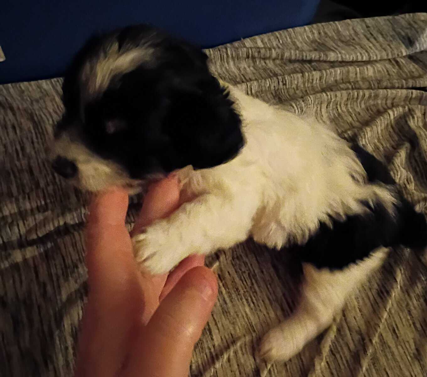 Maltipoo puppies image 4