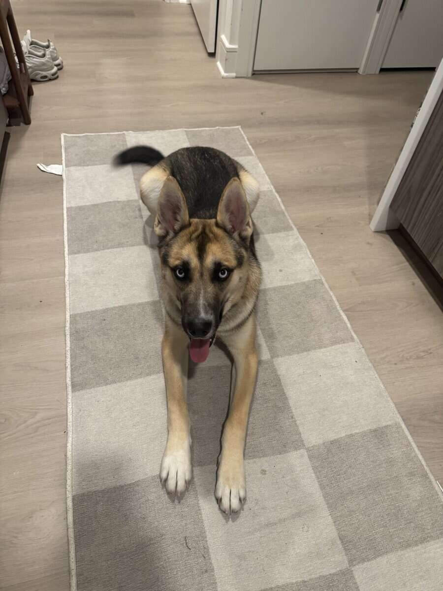 Looking to Rehome Saylor image 3