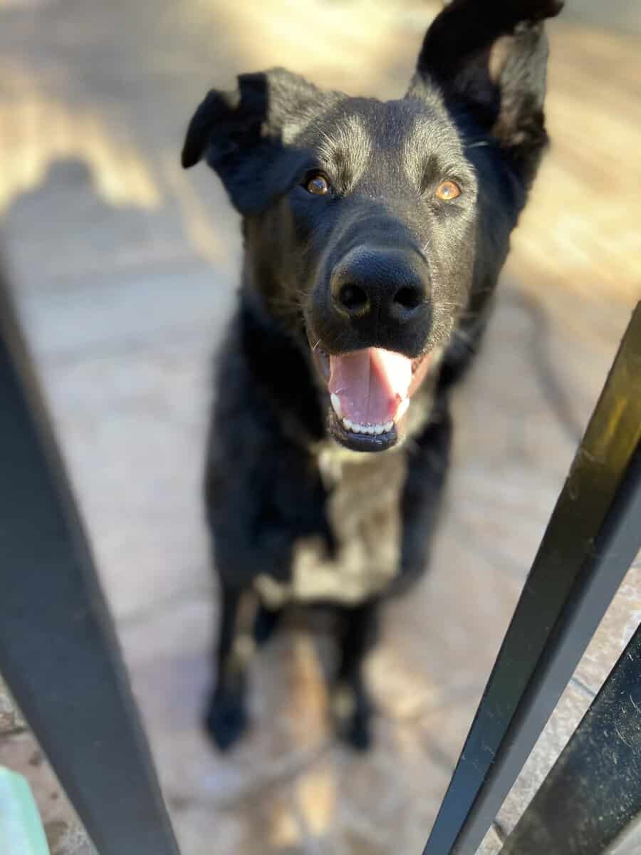 Giving my dog away due to life circumstances image 3
