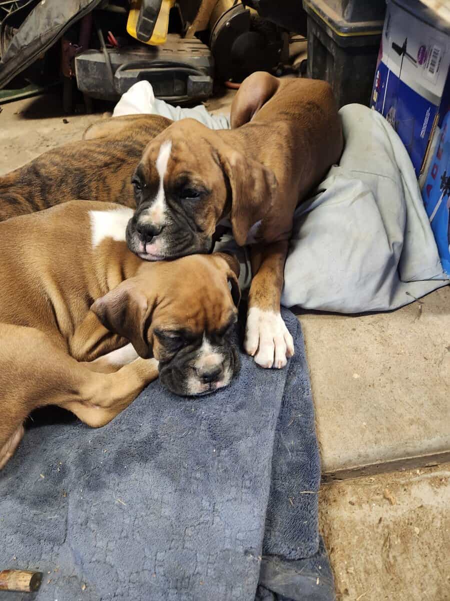 2 purebred 9 week male puppies image 5