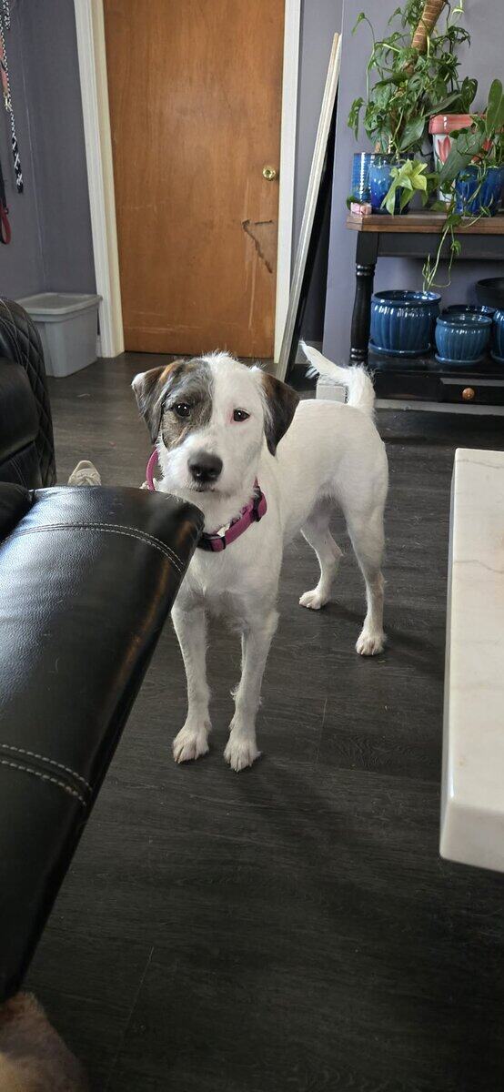 Looking to rehome a pitt/poodle mix. image 3