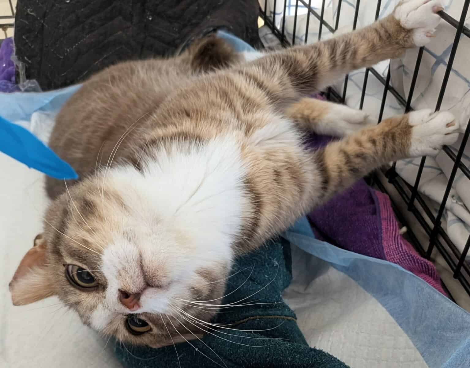 🐾 Rescued Kitties Seeking Forever Homes! image 4