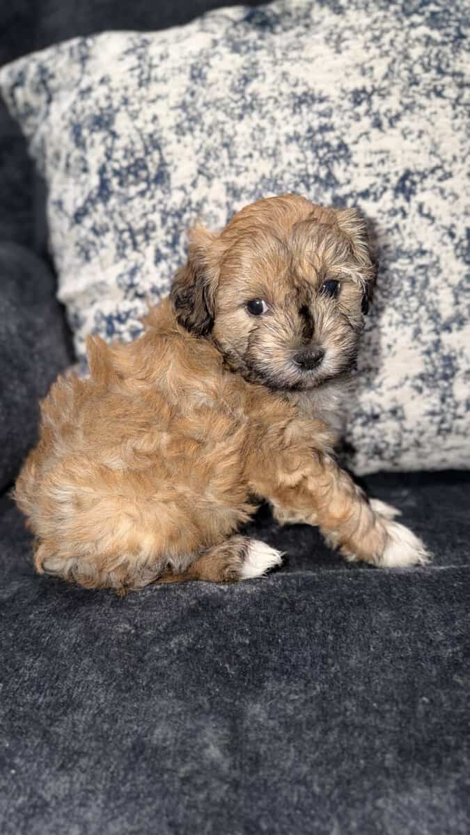 Maltipoo puppies image 2