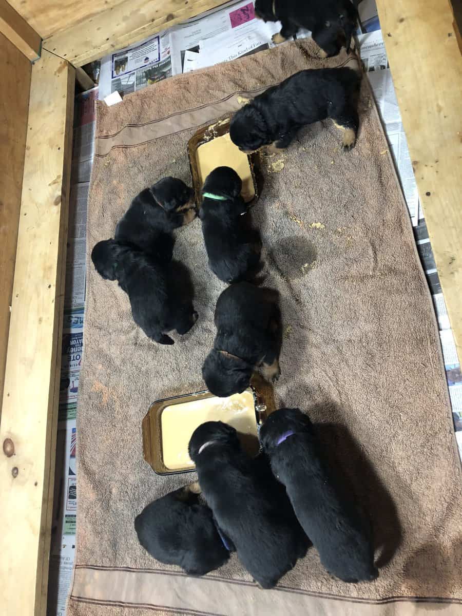 AKC Rottweiler Puppies image 1