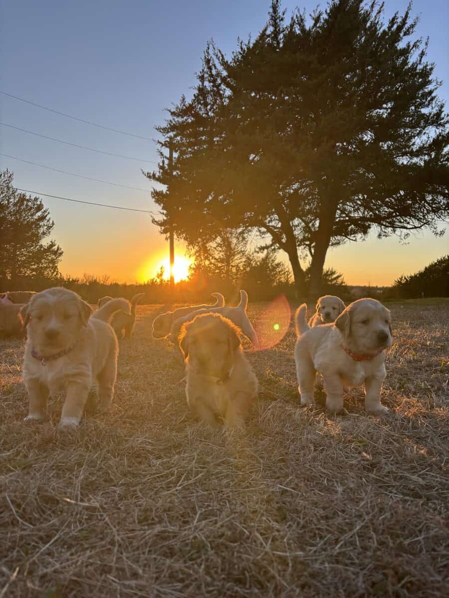 Golden Puppies Need Homes!! image 9
