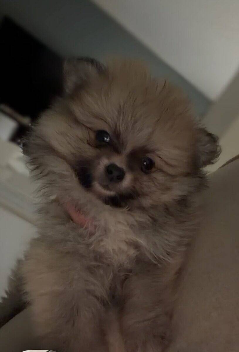 Pomeranian puppy image 1