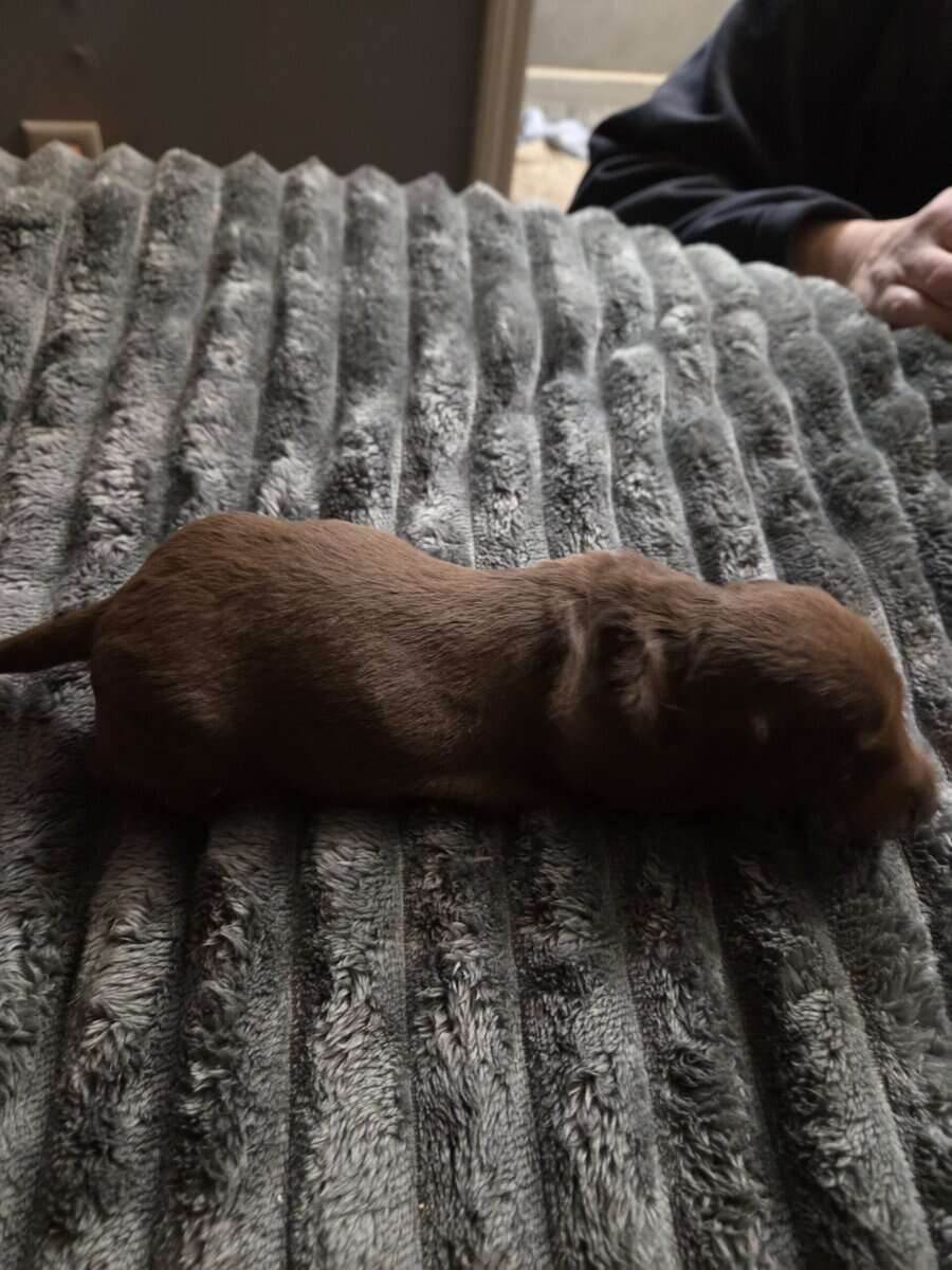 Mini dachshund puppies image 3