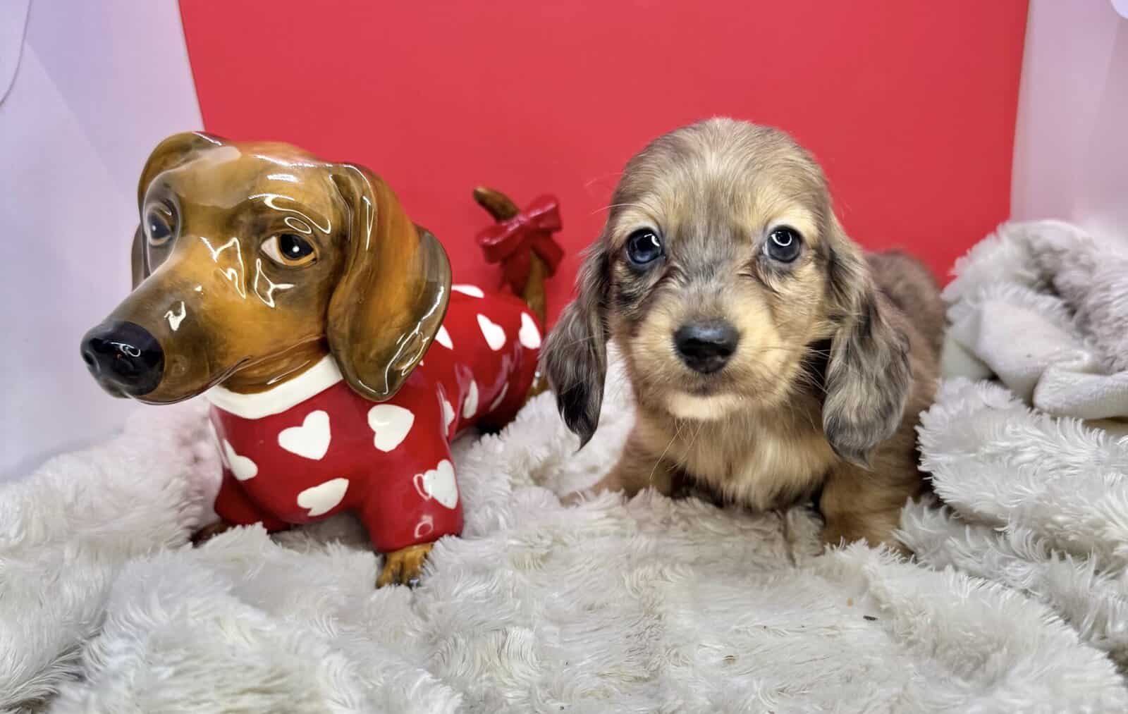 Champion bred dachshund puppies-Import line AKC image 10