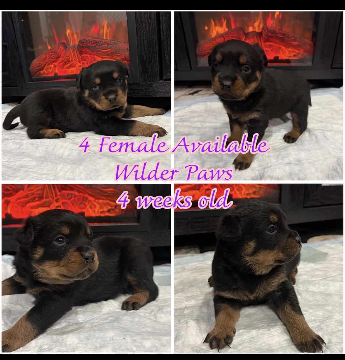 Ready AKC Rottweiler Puppies, no deposit image 1