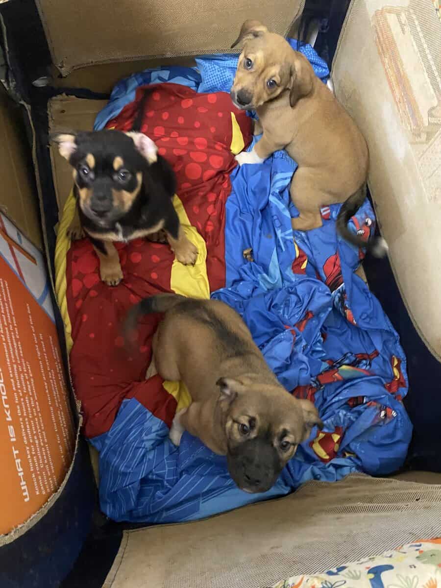 Puppy mix breed image 1