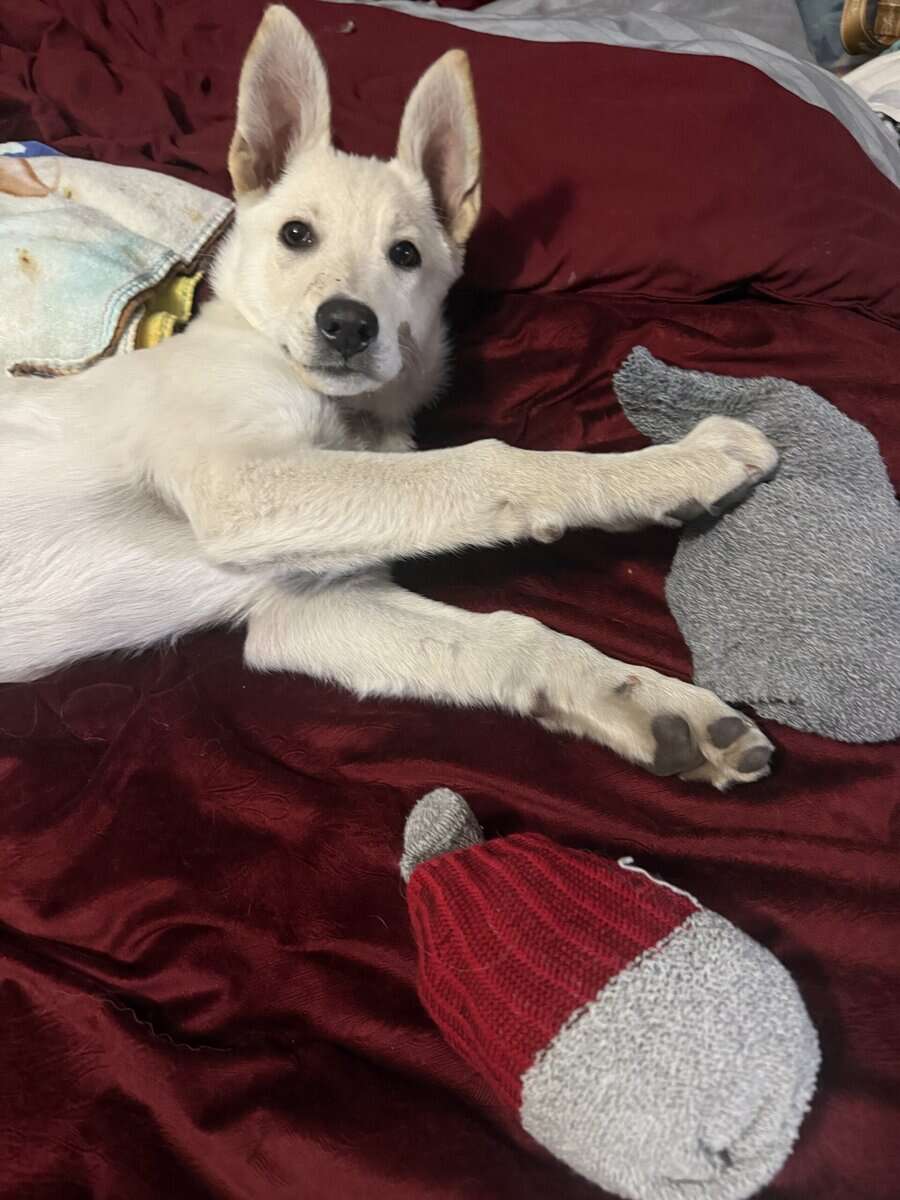 Snow (German Shepherd Puppy) image 3