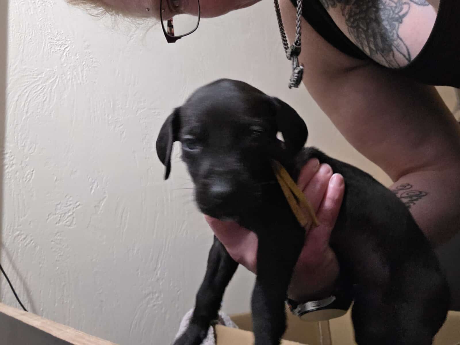 AKC Great Dane Puppies for sale image 8