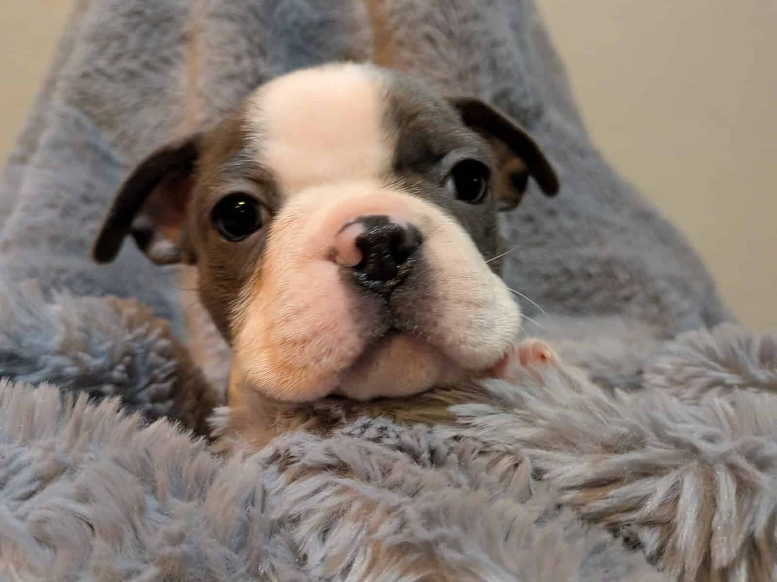 Boston Terriers for Sale! image 2