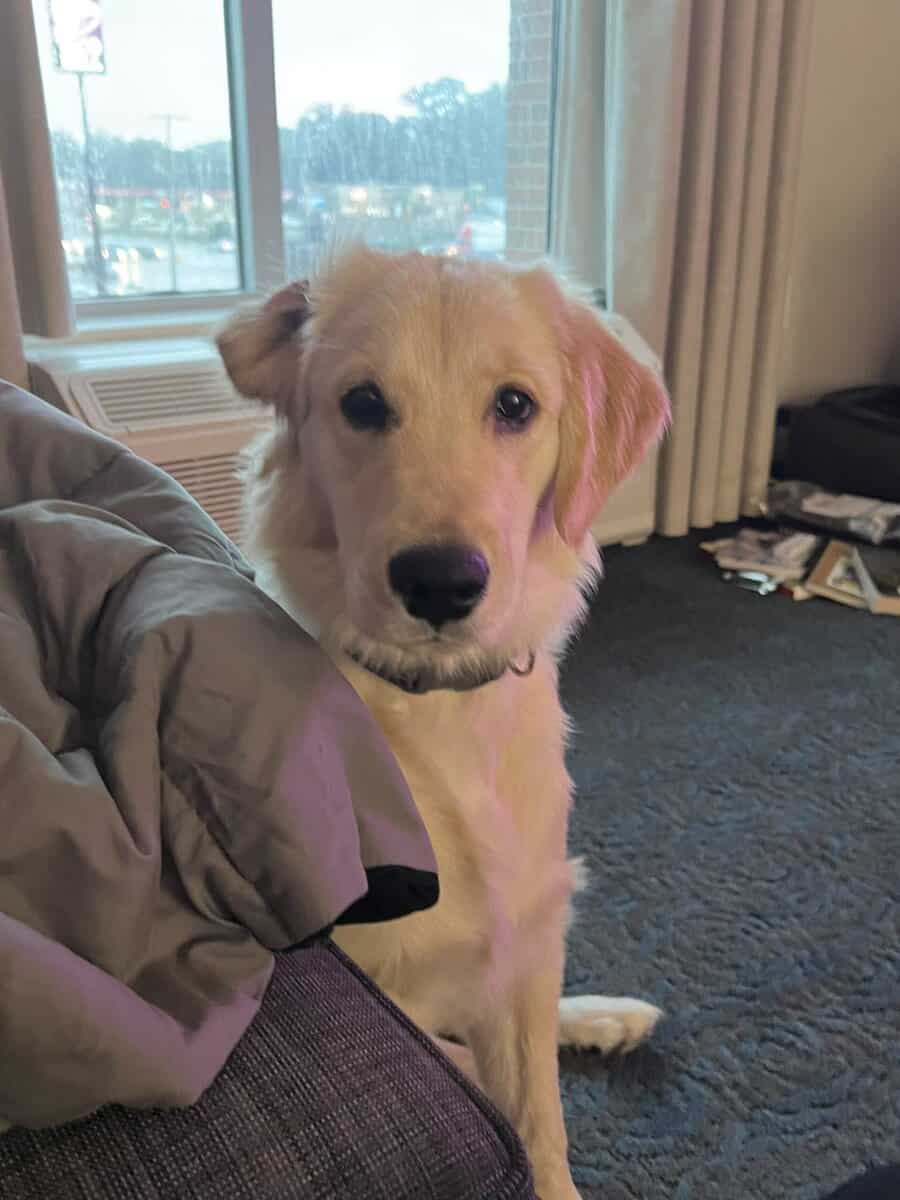 Rehoming golden retriever image 4