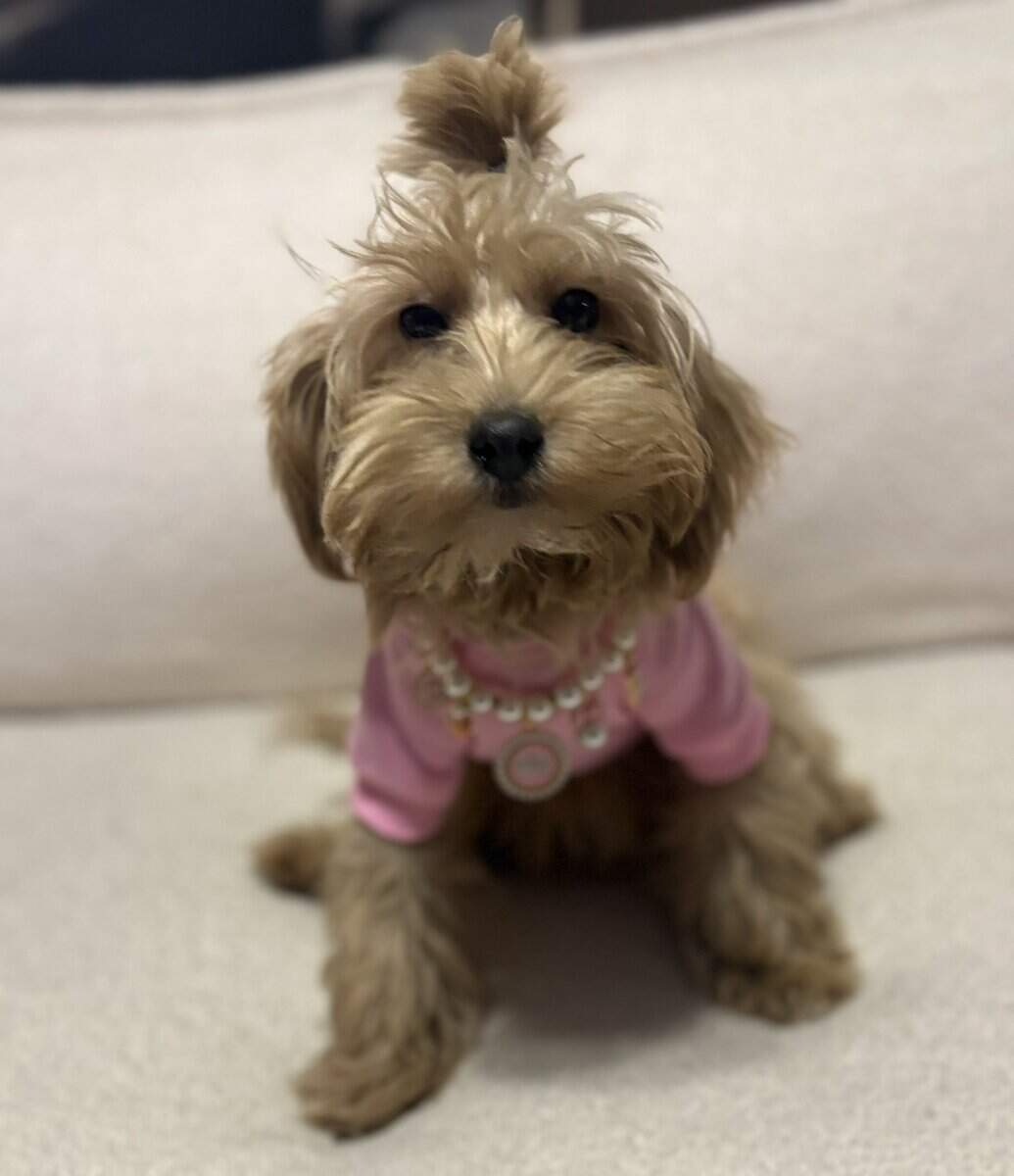 7 month old female miniature Irish doodle image 5