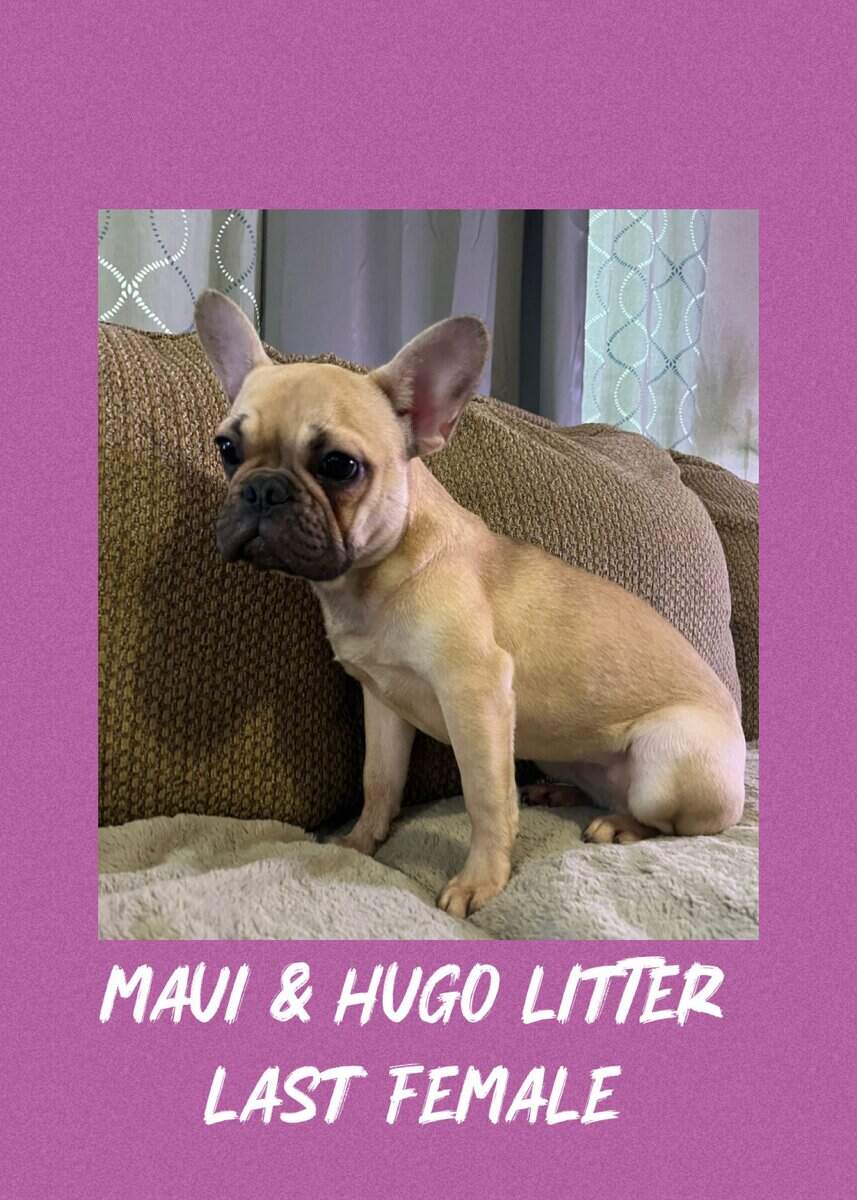 French Bulldog- Female image 1