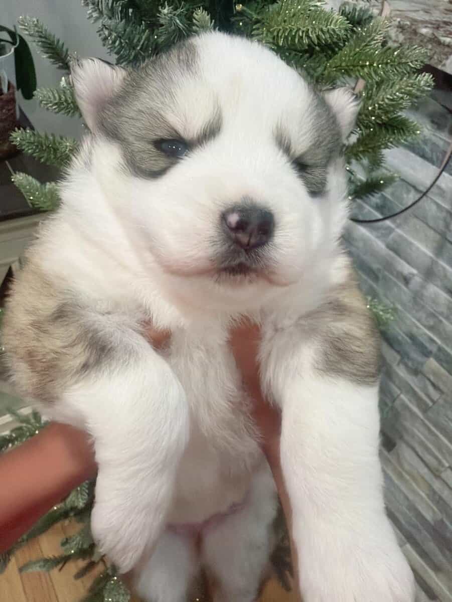 I got three females siberian Huskies image 3
