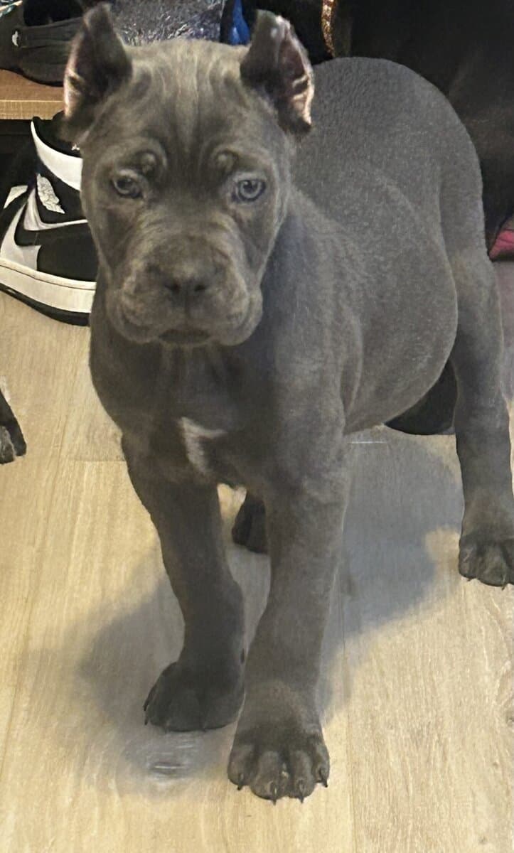 Cane Corso puppies image 3