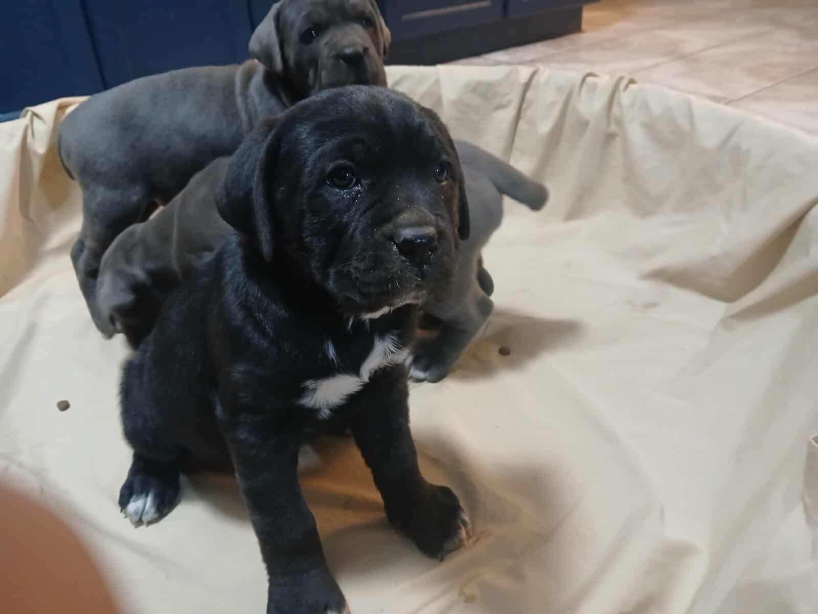 Cane corso image 1