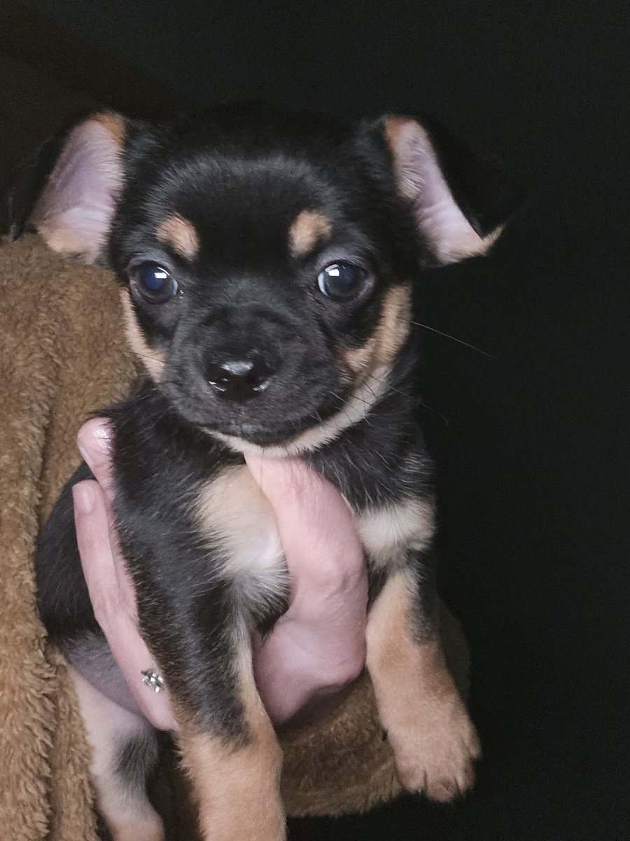 chihuahua 2 girl pups left ready to go! image 3